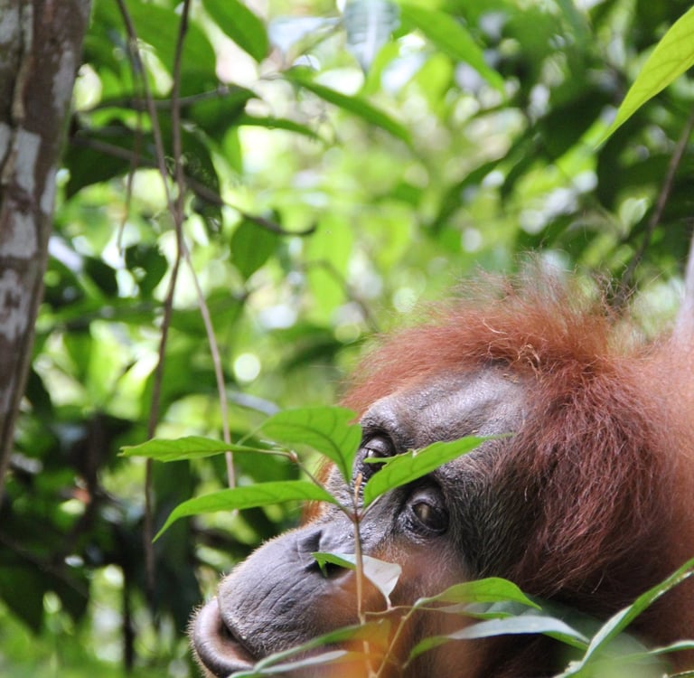 Sumatra Trip