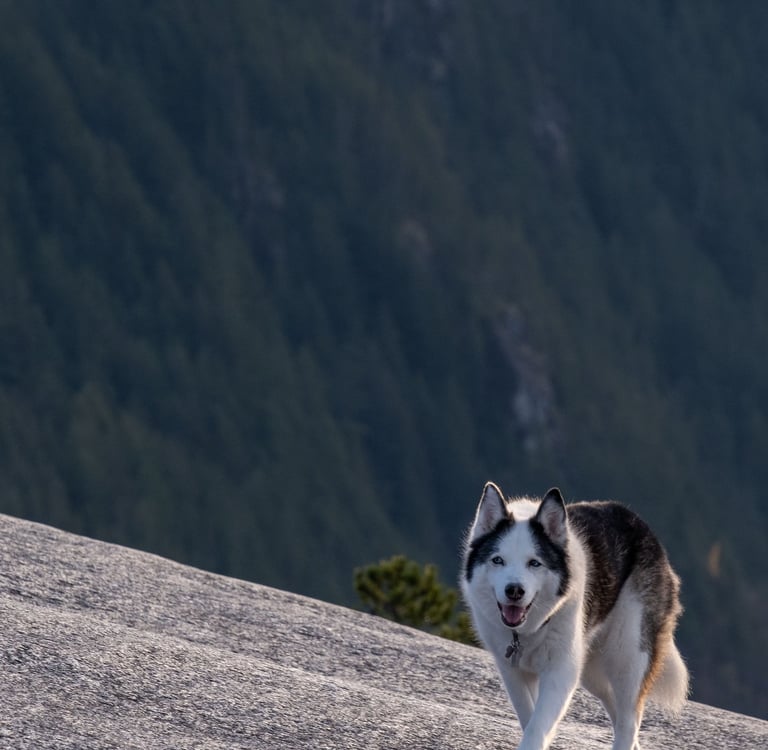 Chien sur montagne