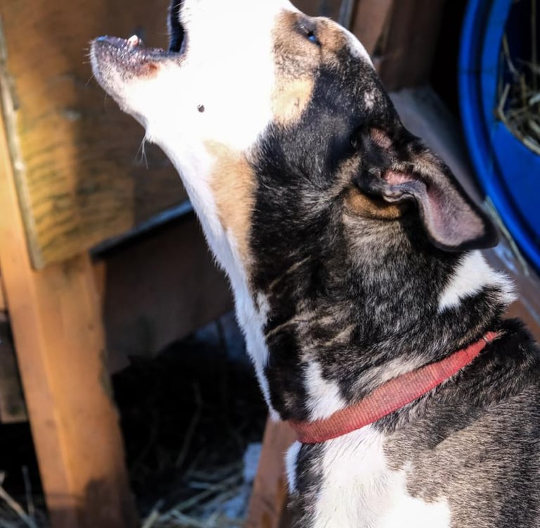 Éducateur canin comportementaliste au Pays Basque — Comme un Wouf