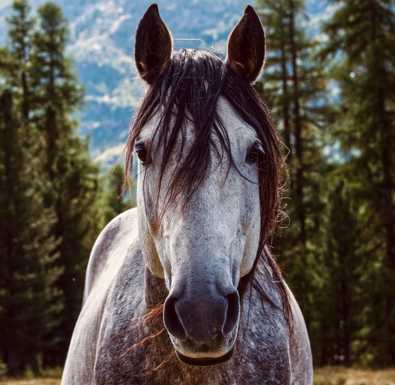 Cheval accompagné par un comportementaliste animalier équin en Loire-Atlantique
