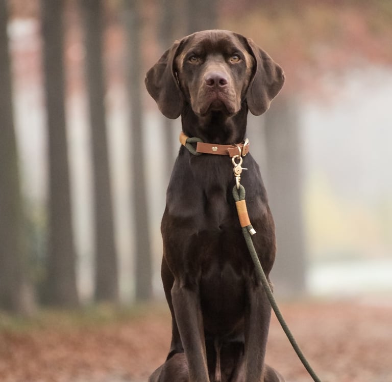 Chien accompagné par un comportementaliste animalier en Loire-Atlantique pour retrouver une relation