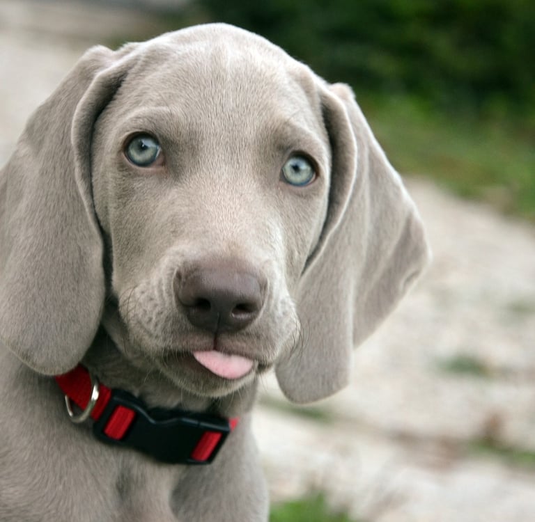 Éducation canine à domicile en Loire-Atlantique avec un éducateur canin professionnel