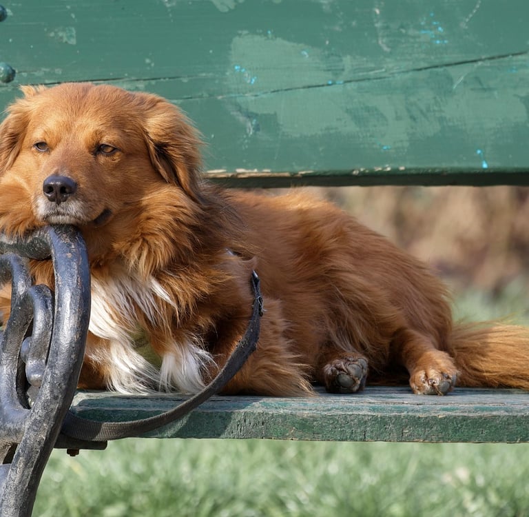 Chien accompagné par un comportementaliste animalier en Loire-Atlantique pour retrouver une relation
