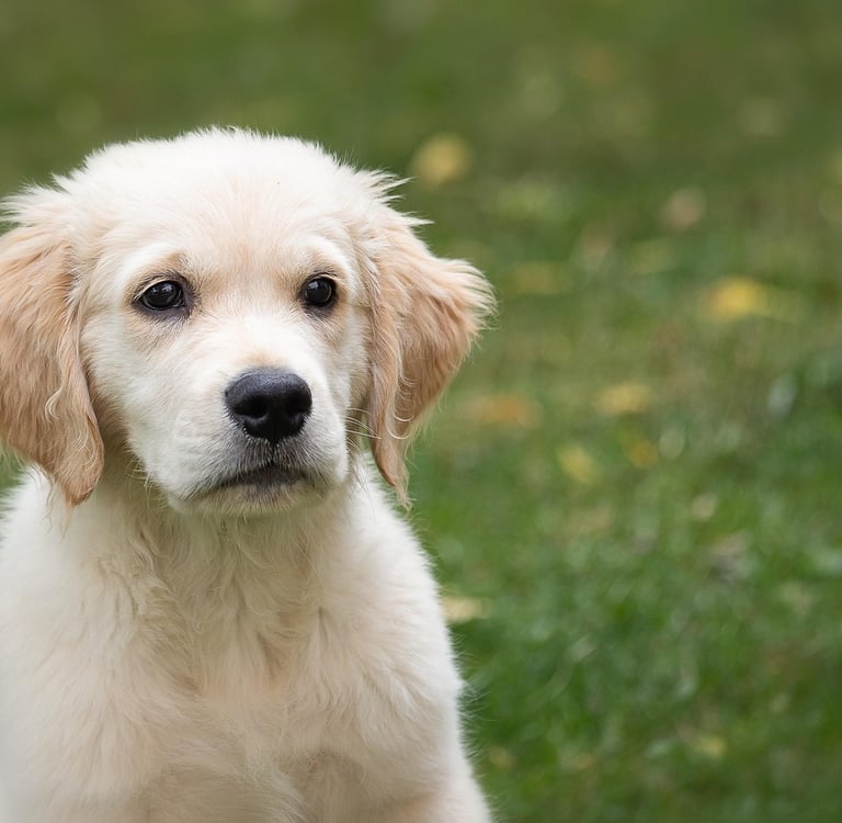 Séance de comportementalisme animalier à domicile pour chien, chat et cheval