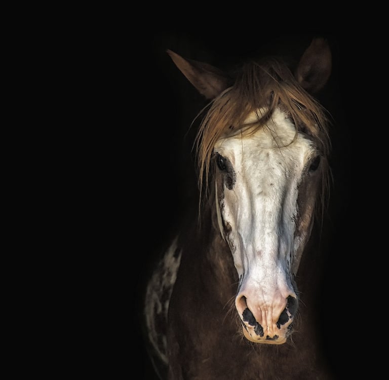 Séance de comportementalisme animalier à domicile pour chien, chat et cheval