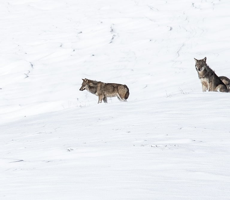 Ou voir des loups en france