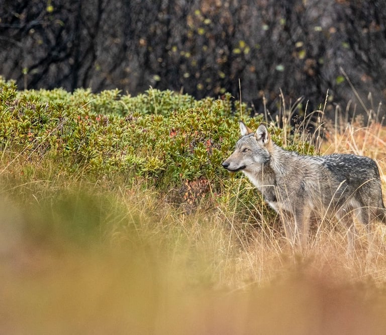 Le loup perd son statut d'espèce strictement protégé