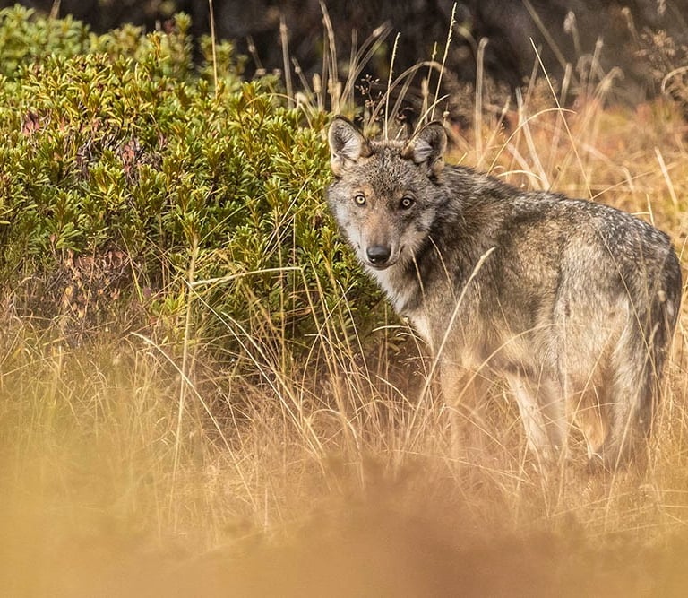 loup en france