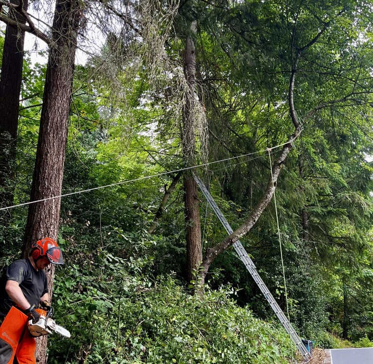 Nick Brown, owner of B&B Trees LLC in Bothell, Washington preparing to fell a cherry tree.