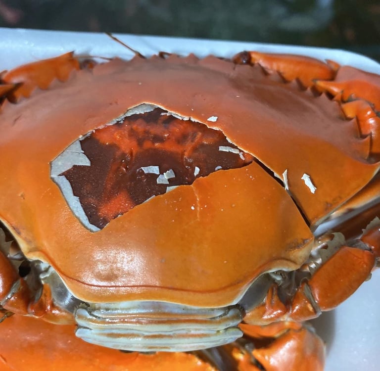 double skinned crabs