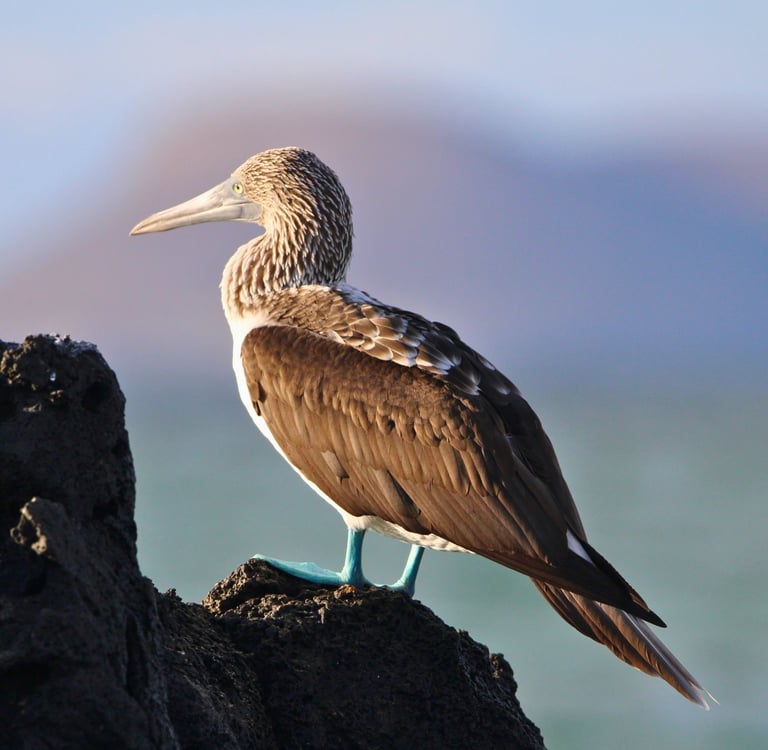 A blue-footed booby bird with bright blue feet perched on a volcanic rock in the Galapagos Islands.