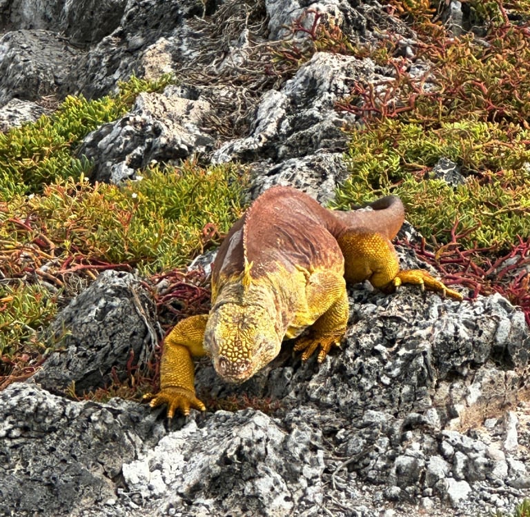 A yellow Galapagos land iguana crawling across volcanic rocks and coastal vegetation.