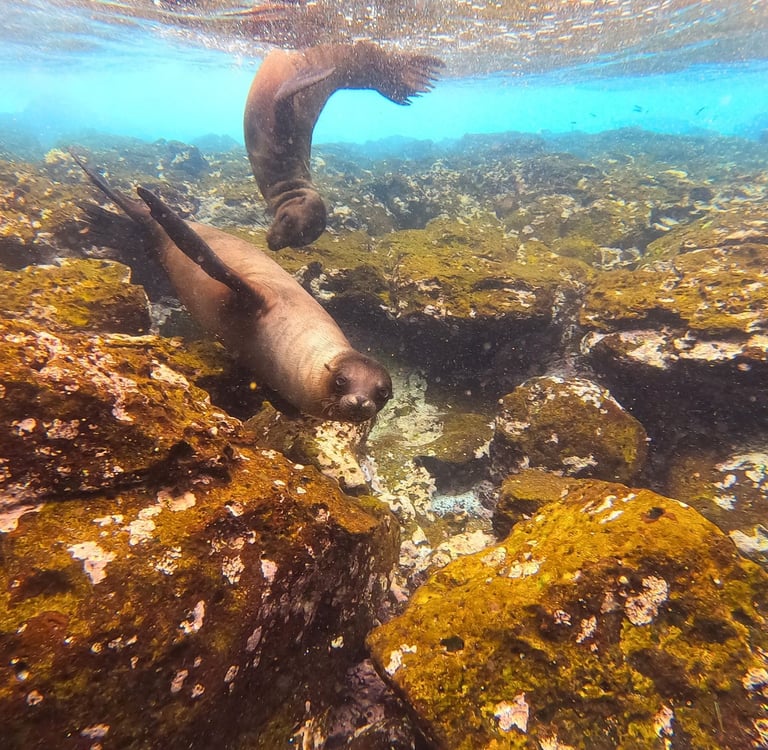 Two Galapagos sea lions swimming underwater over mossy volcanic rocks in a clear blue ocean.