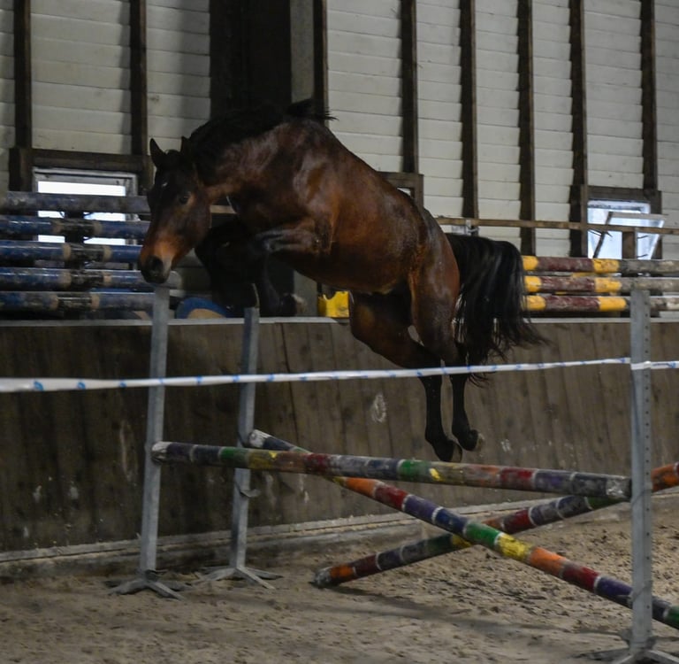 Spring paard in bak bij Stal Zwanehoef
