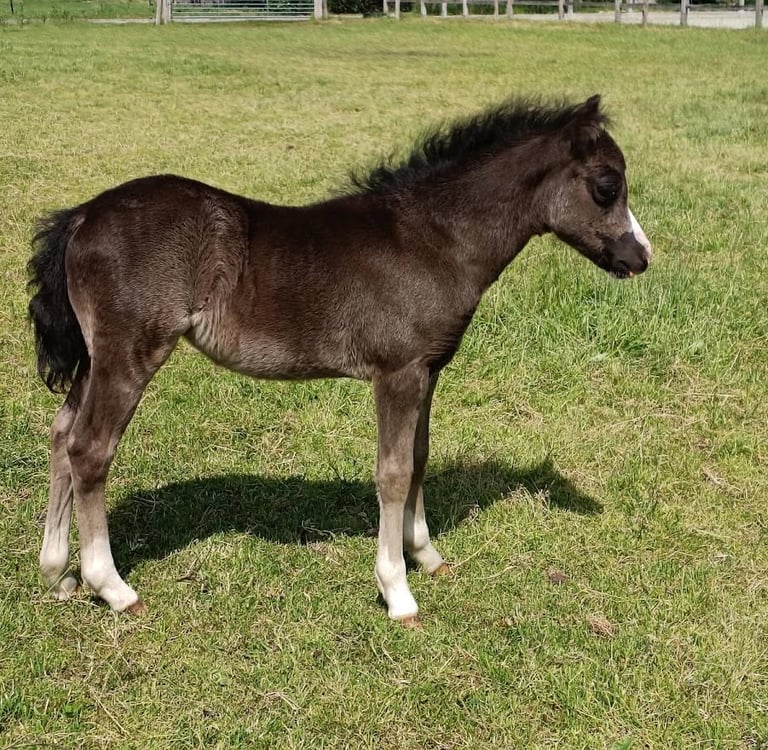 Jupiter x Seren