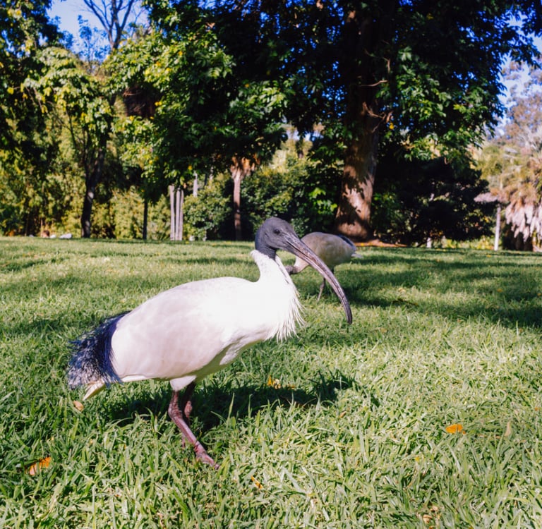 a bird with a long beak and a long beak. ibis bird, australian