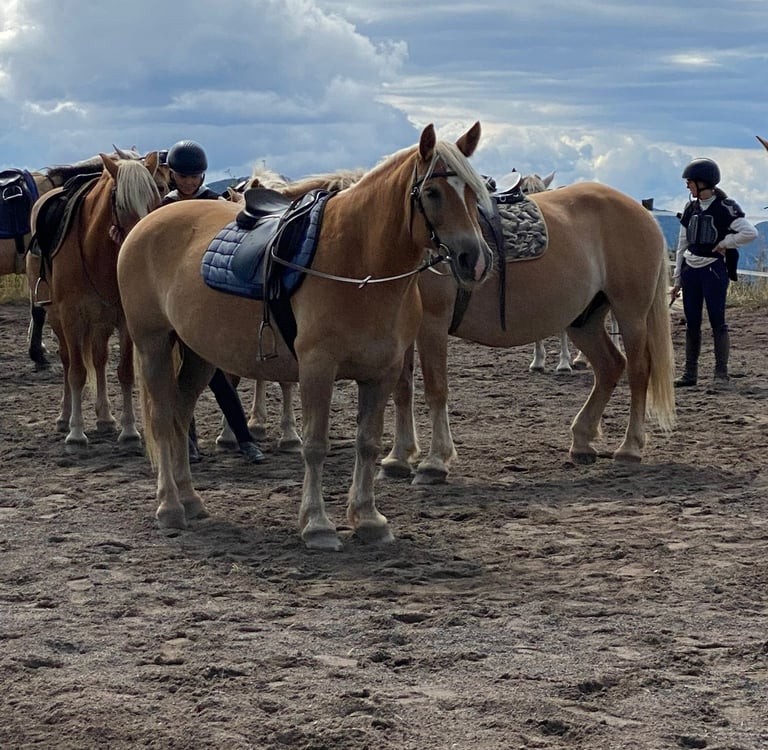 chevaux et cavaliers lors d'une halte
