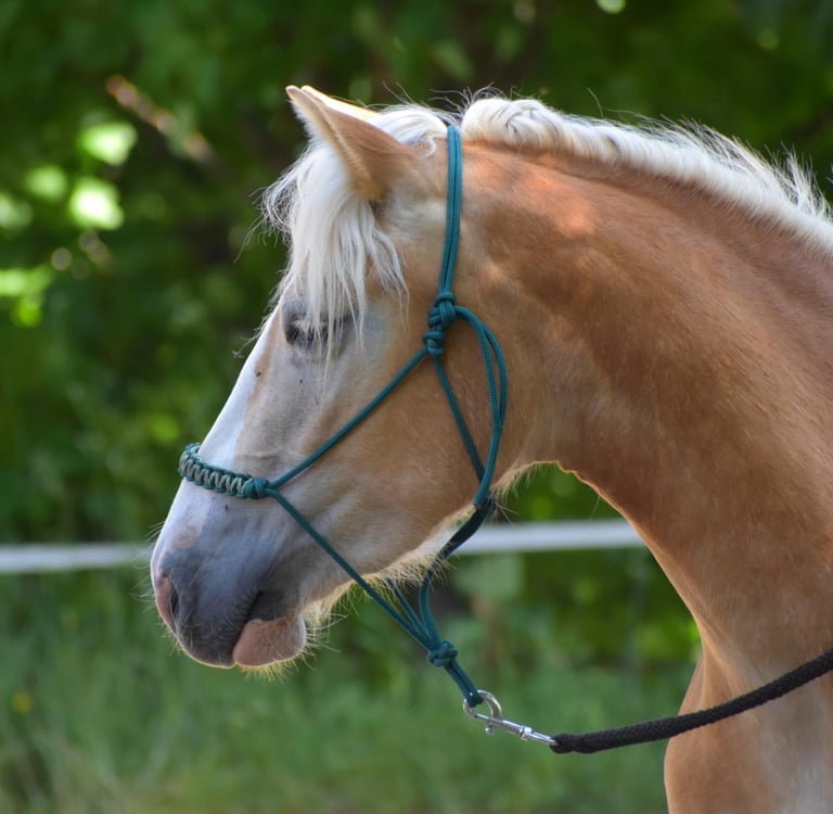 Cheval roux à crinière blanche