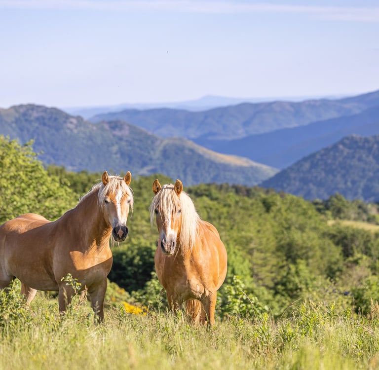 chevaux en montagne ardéchoise