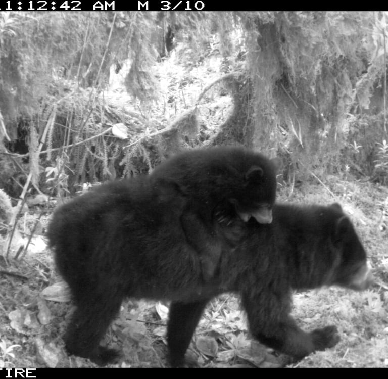 Andean bear (Tremarctos Ornatus) with a cub on its back, El Paramo Nature Reserve.