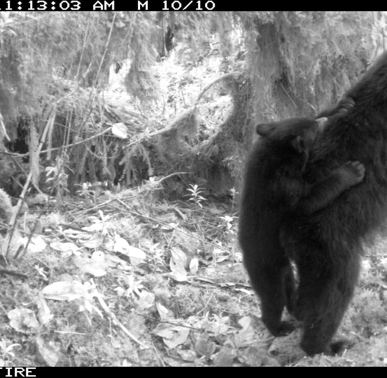 Oso Andino (Tremarctos Ornatus) con su cría en el lomo, Reserva Natural el Páramo.
