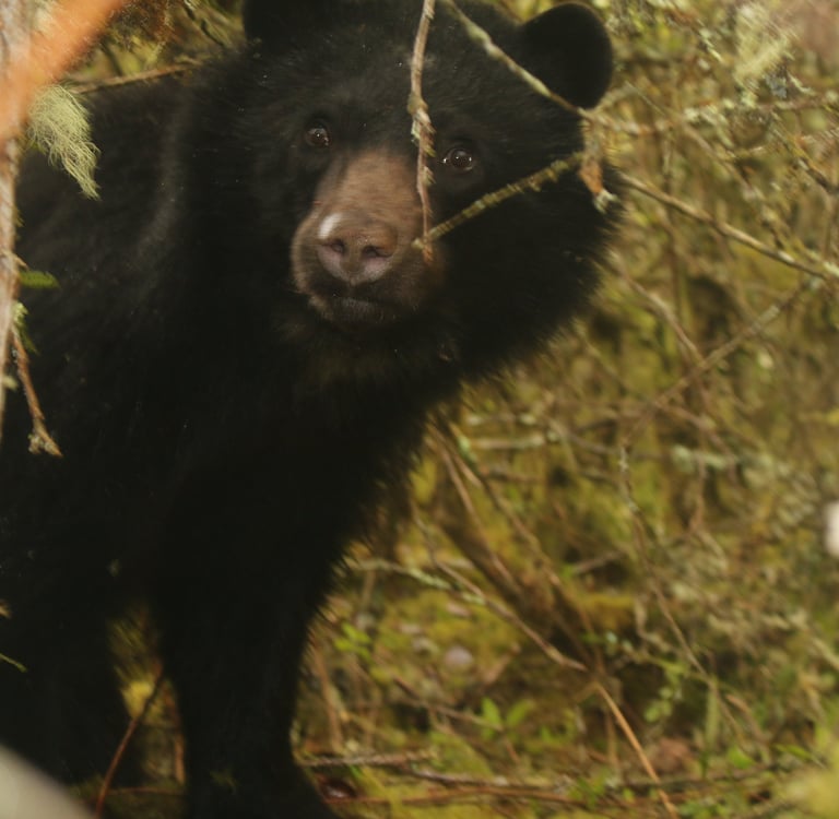 Oso Andino (Tremarctos Ornatus) asomándose entre árboles, Reserva Natural el Páramo.