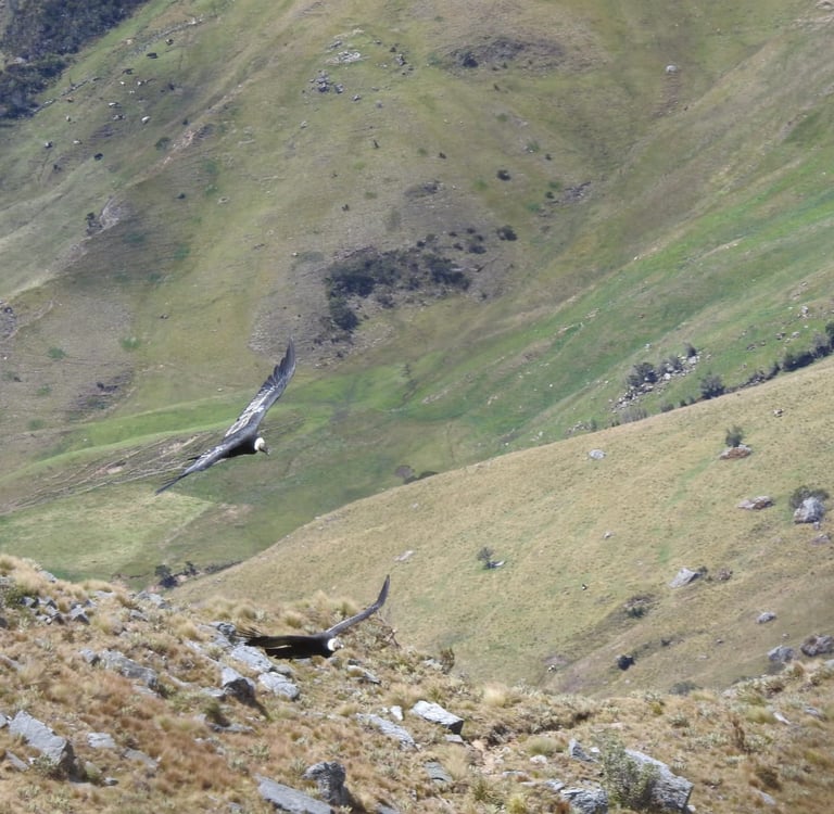 Two Andean condors flying over a vast green and rocky mountain valley in Colombia.