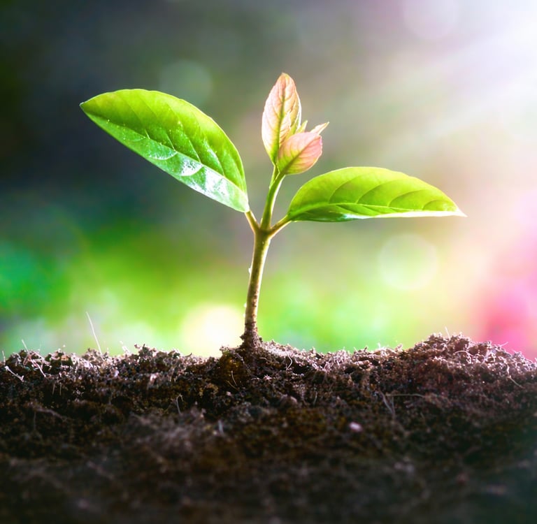 A small green plant seedling growing in dark soil with bright sunlight flare.