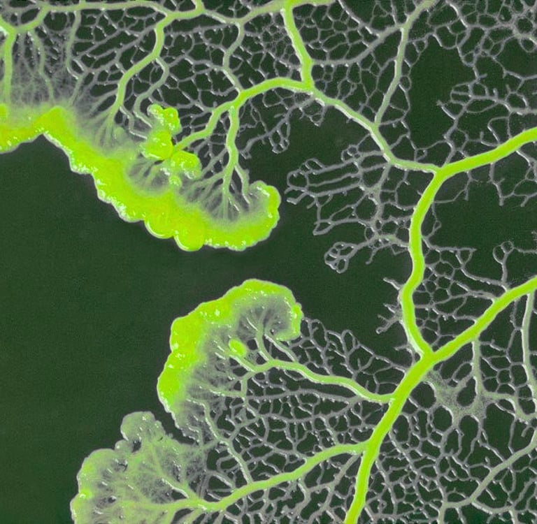 Macro photography of bright neon green Physarum polycephalum slime mold growing in a vein-like pattern.