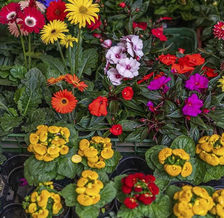 flores al por mayor eje cafetero