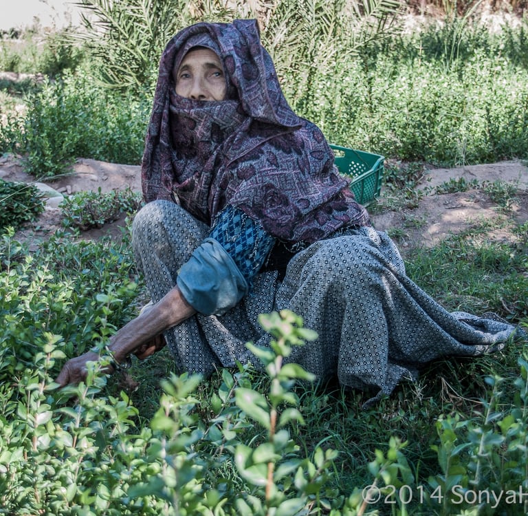 henna lady harvesting 