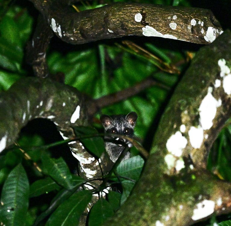 Animal jungle trekking in Sumatra