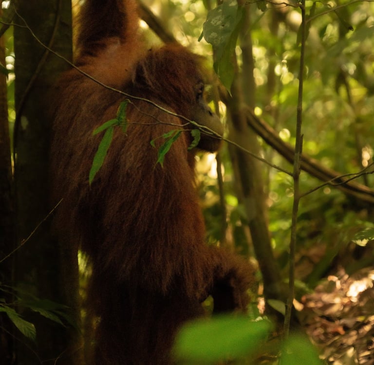 Bukit lawang trekking prices and durations