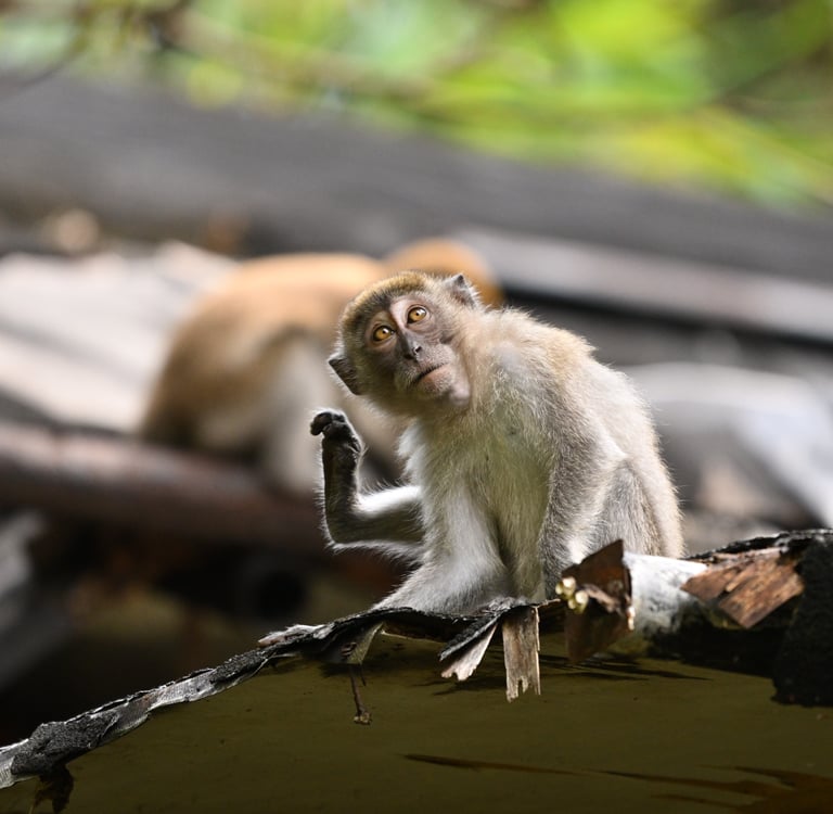 Bukit lawang trekking prices and durations