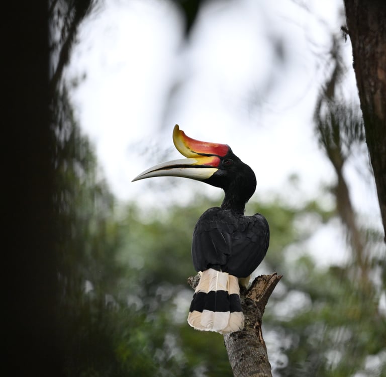 Bukit lawang trekking prices and durations