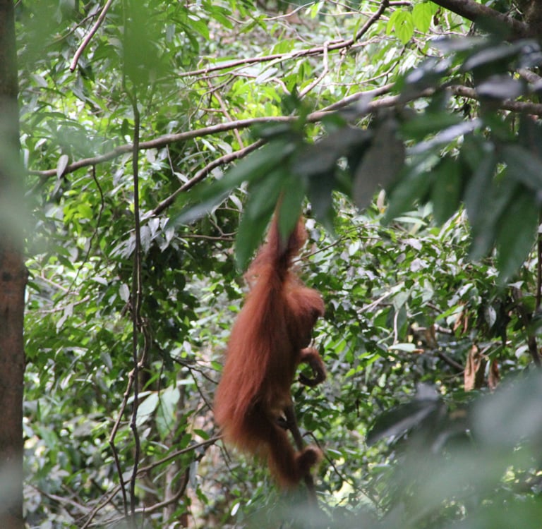 How difficult is a jungle trek in Bukit Lawang