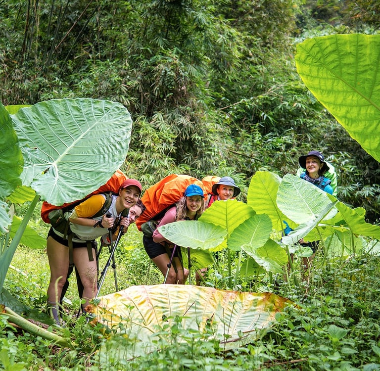 Jungle Trekking in Bukit Lawang