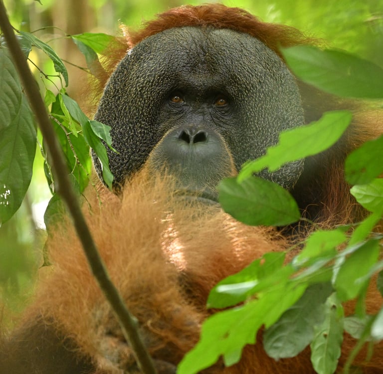 Sumatran Orangutan