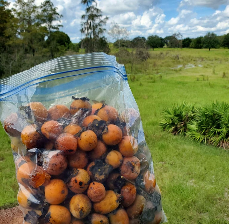A plastic bag filled with harvested wild persimmons held over a lush green field.
