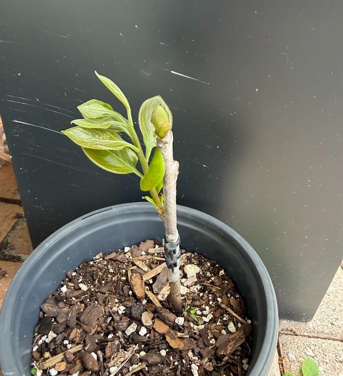 Young persimmon tree sapling with new green leaf growth in a black nursery pot.