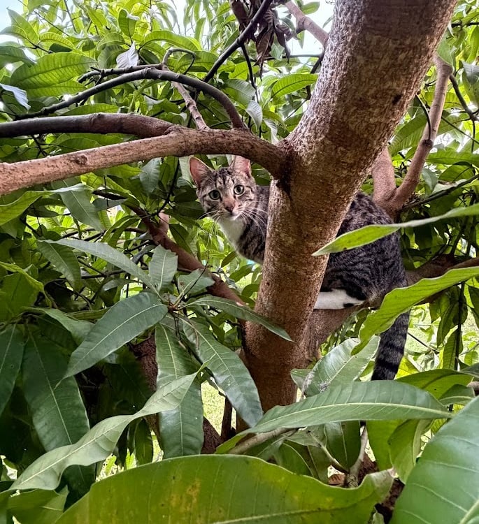 A tabby cat peeking through the green leaves of a mango tree while perched on a sturdy branch.