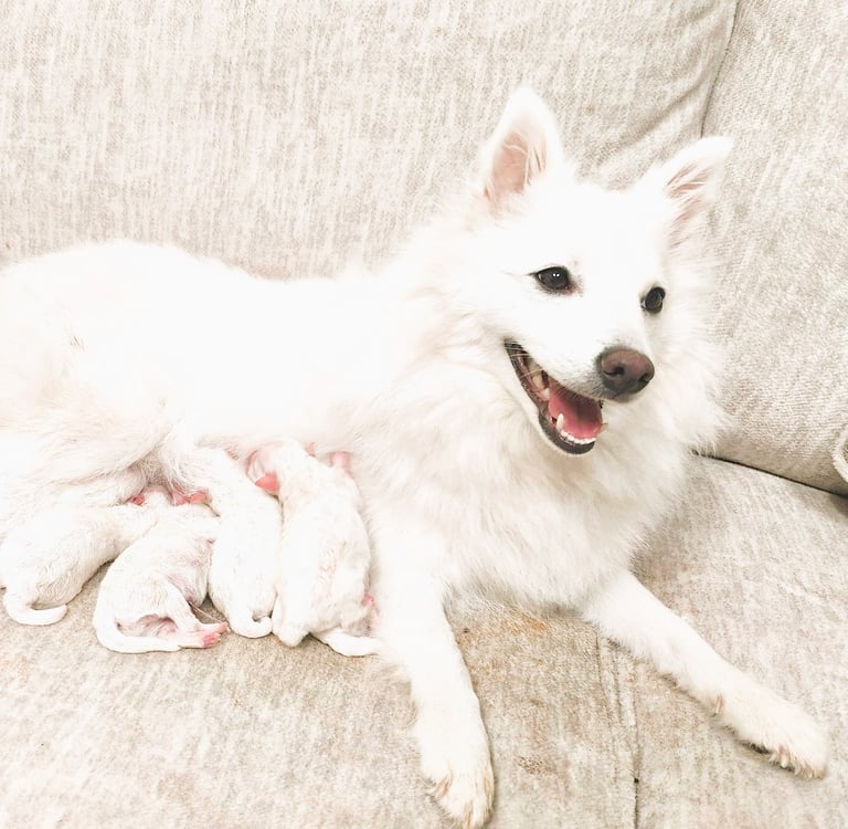 japanese spitz puppy available. pomeranian. american eskimo. german spitz.