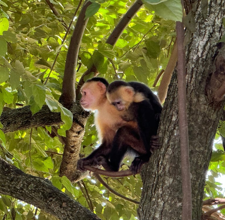 monkeys in costa rica