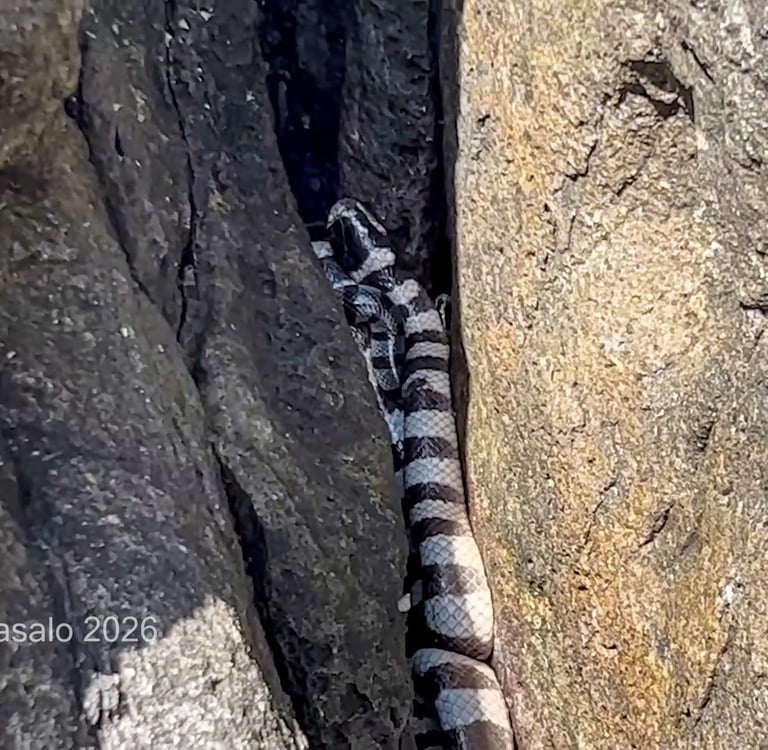 Walo-walo or sea snake in Philippines