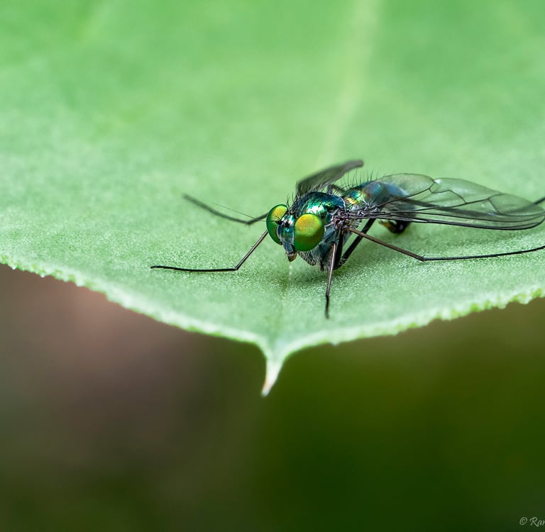 Long Legged Fly