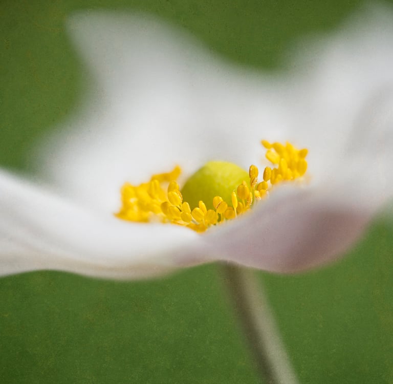 Japanese Wind Flower