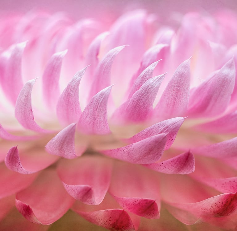 Strawflower Detail