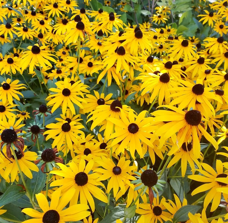 flowers italy house rent