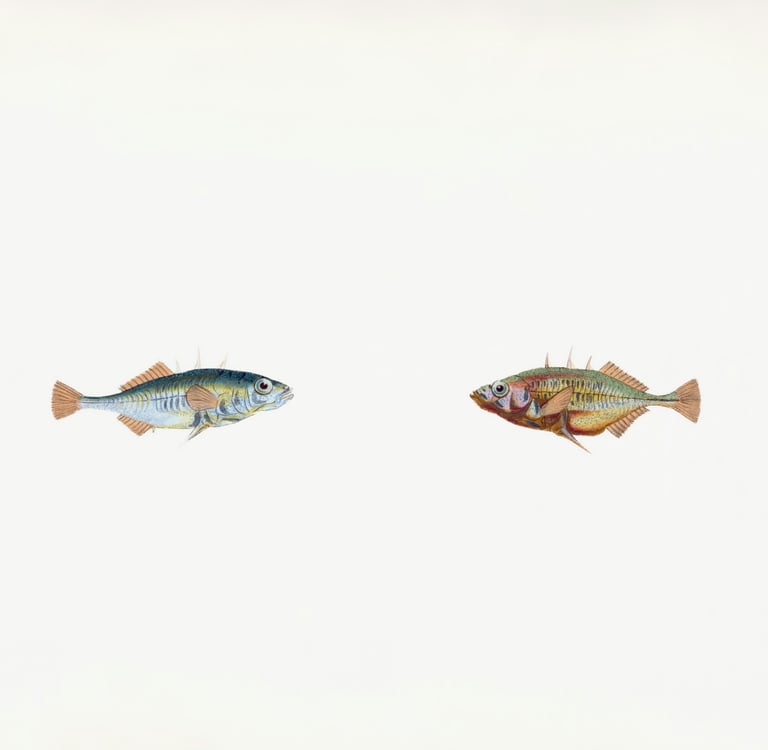 Big fish and small fish