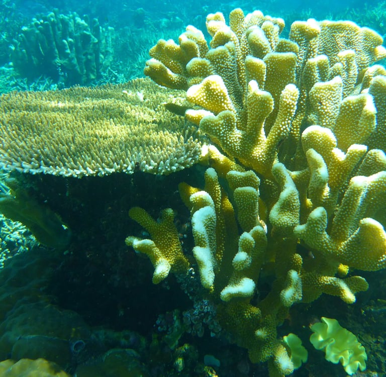 Table Coral Reef No. 5
